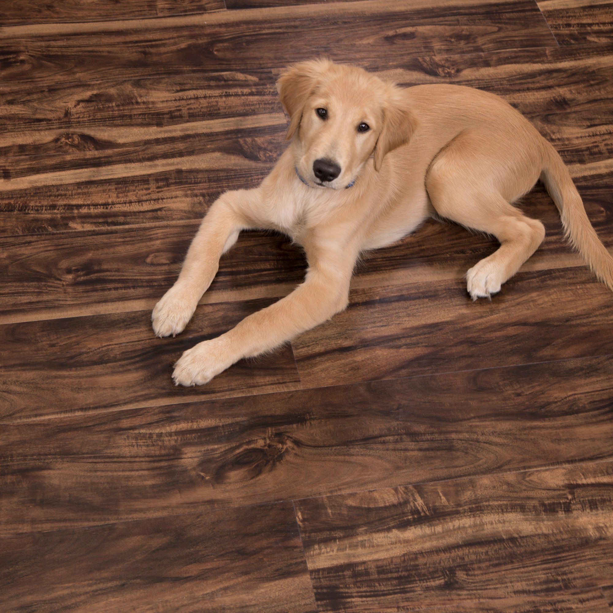 Cali Vinyl Pro Pet Proof Flooring Walnut Creek 23 77 Sq Ft Box