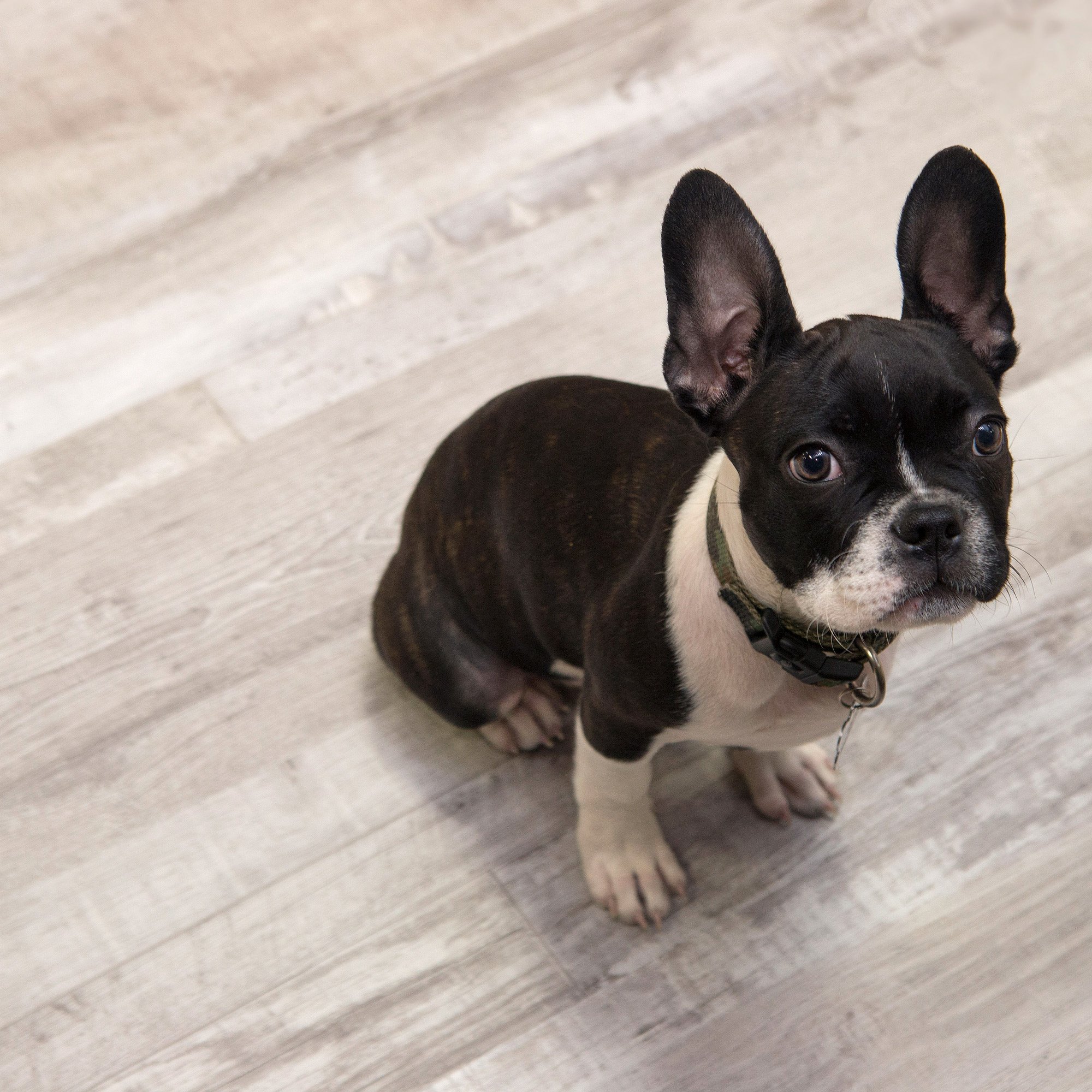 Cali Vinyl Pro Pet Proof Flooring Gray Ash 23 77 Sq Ft Box Petco