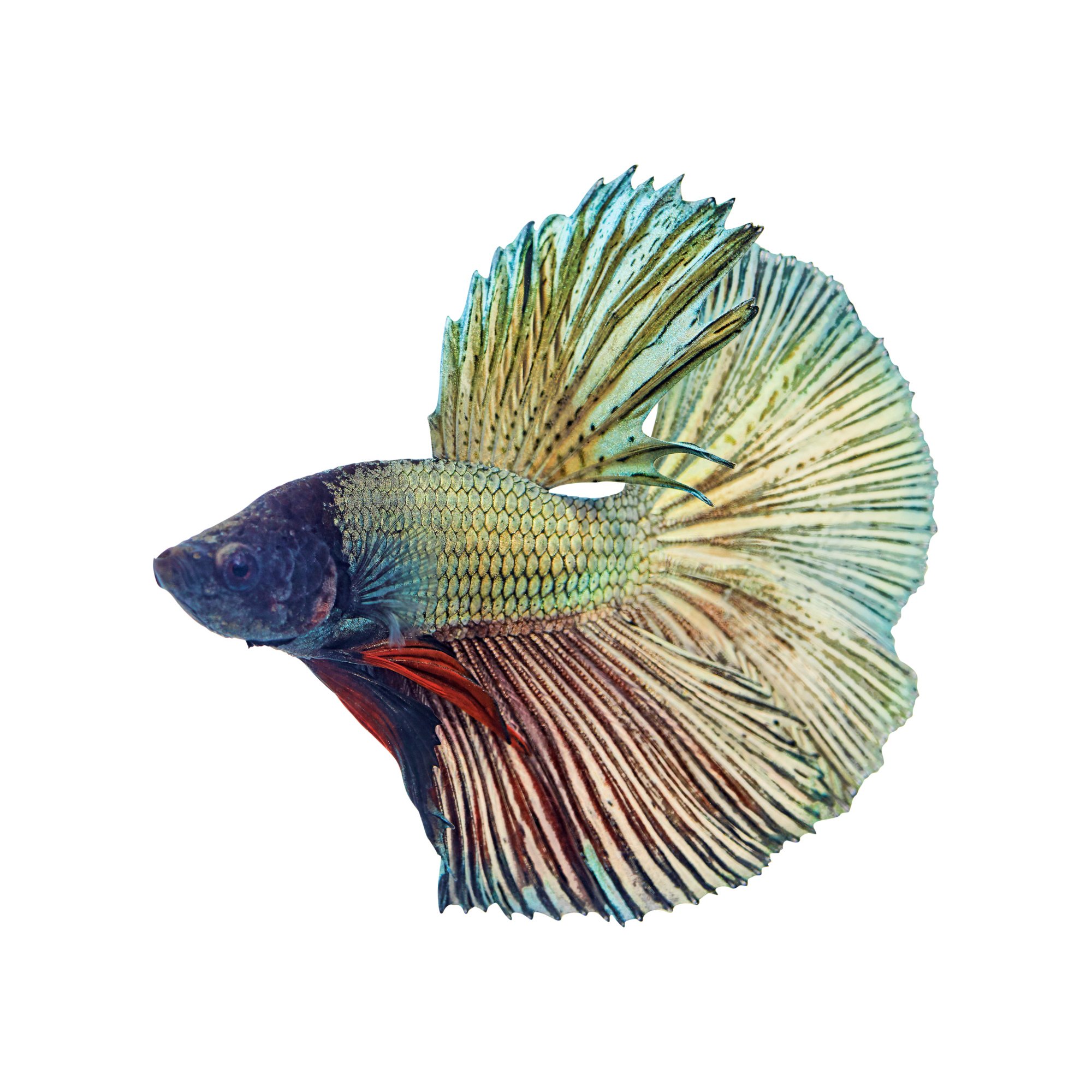 White Opal Betta | Petco