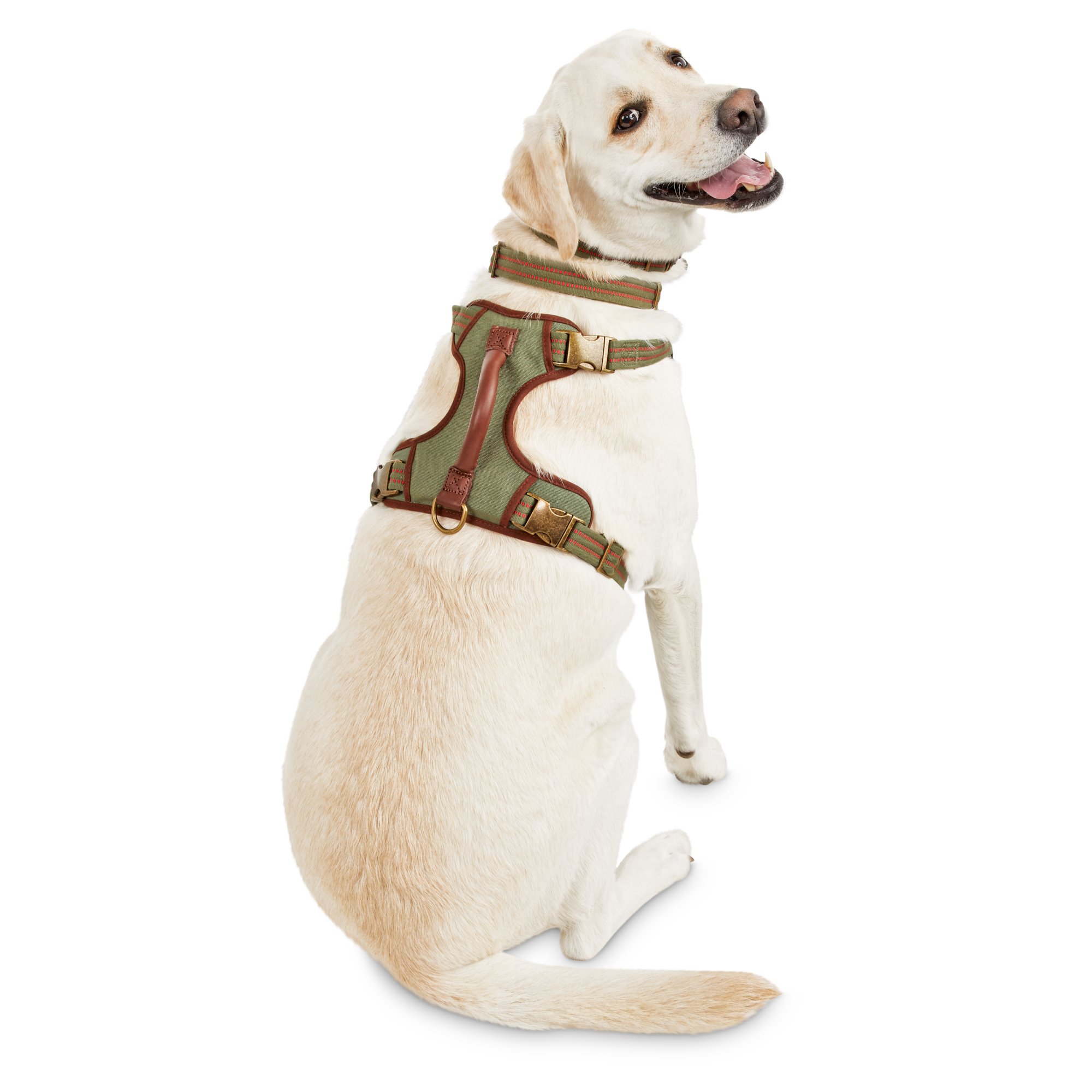 petco dog harness