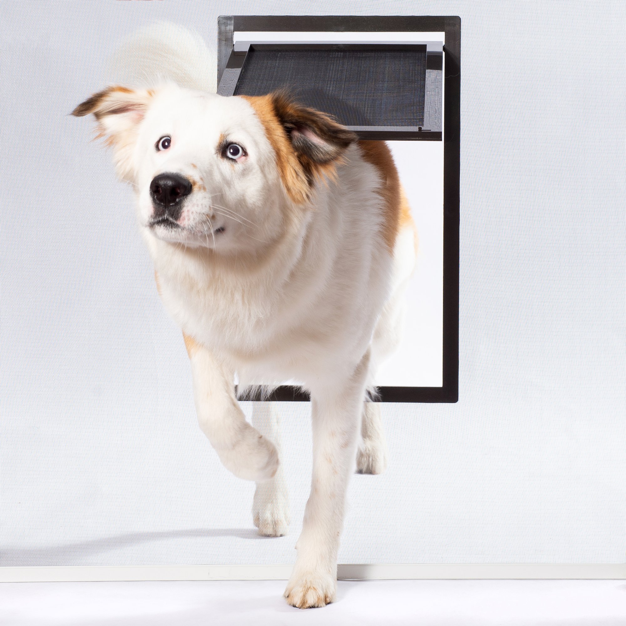 Petsafe Large Pet Screen Door 12 L X 0 93 W X 19 3 H Petco