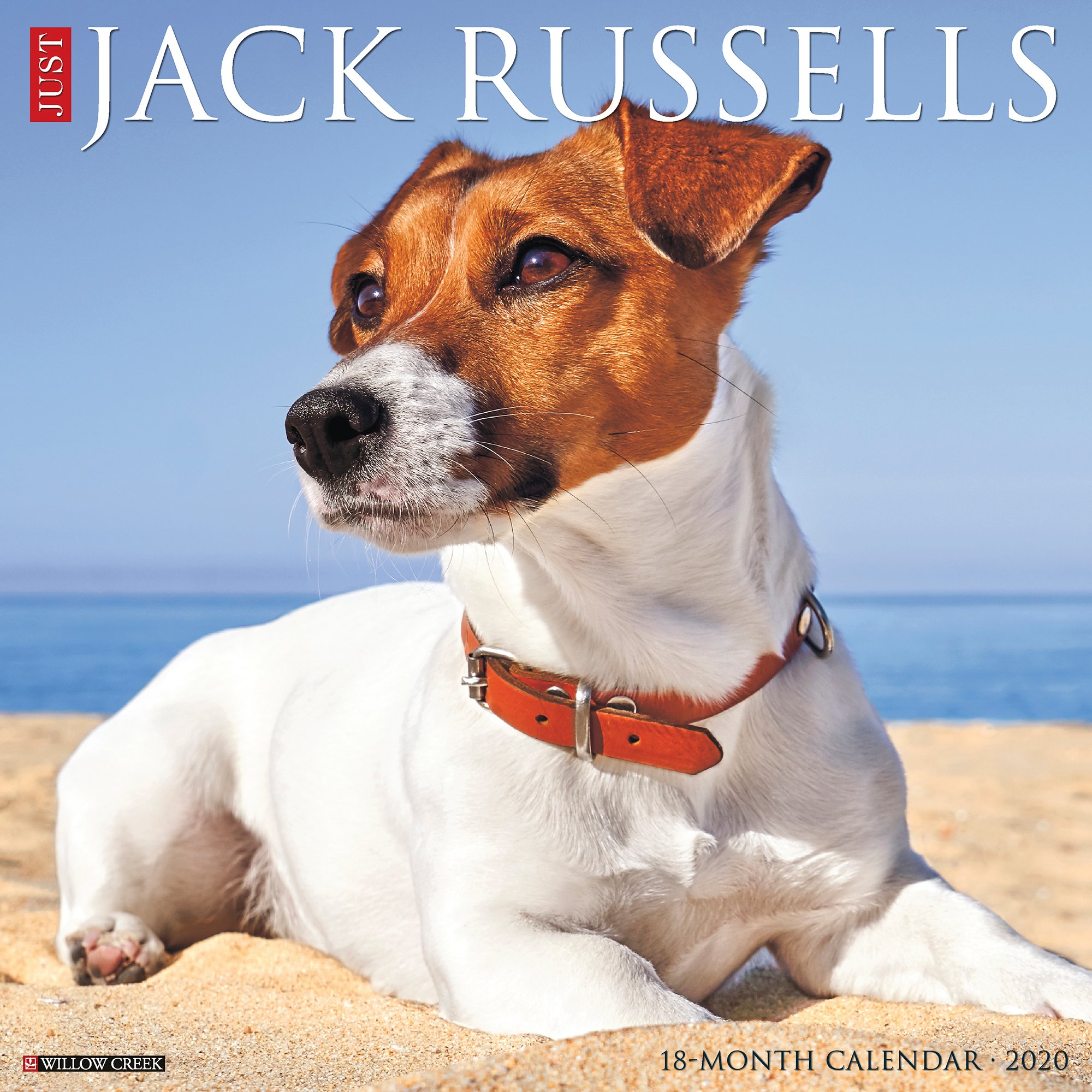 Willow Creek Press Jack Russells 2020 Wall Calendar Petco