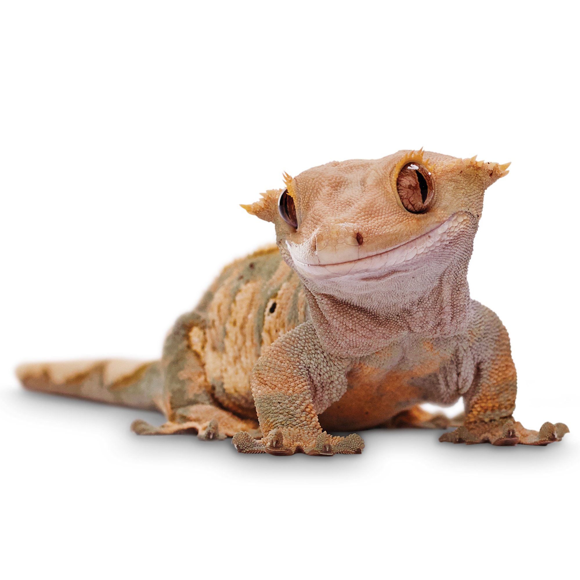 Thinking Of Getting A Crested gecko Arachnoboards