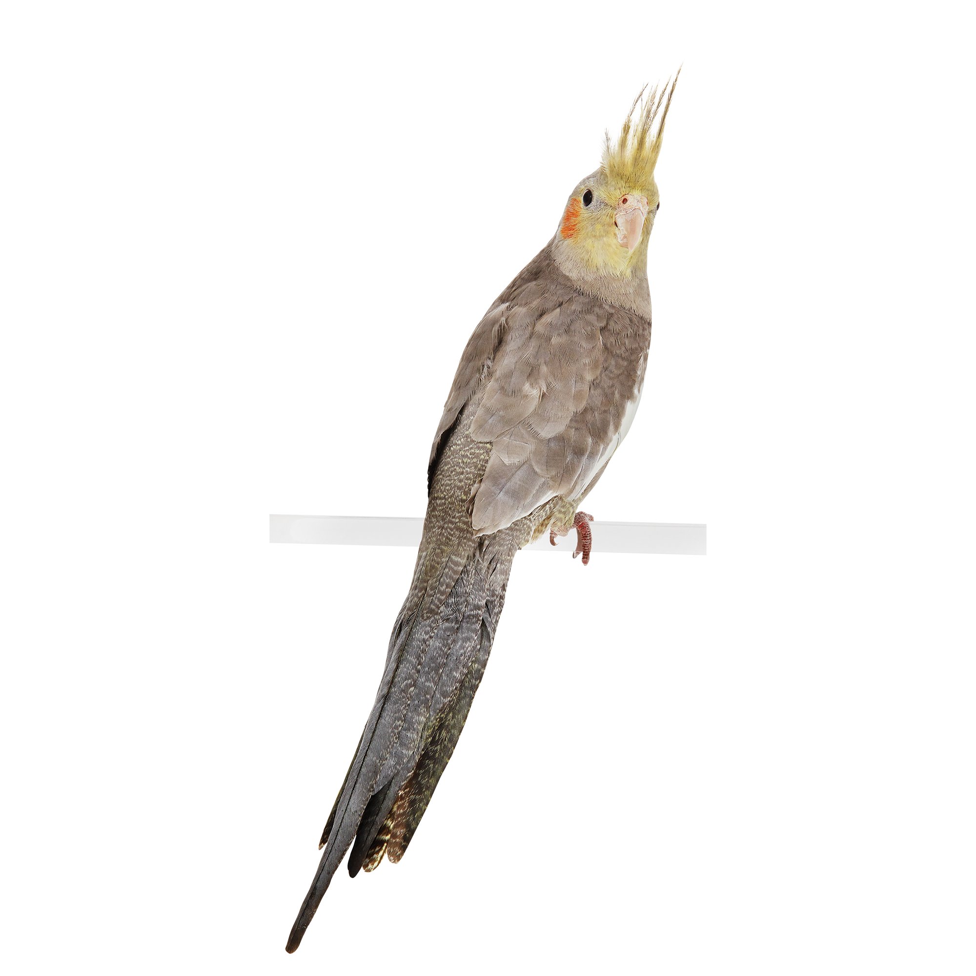 Cockatiel Bird 38