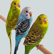 Pet Bird & Chicken Supplies | Bird Store | Petco