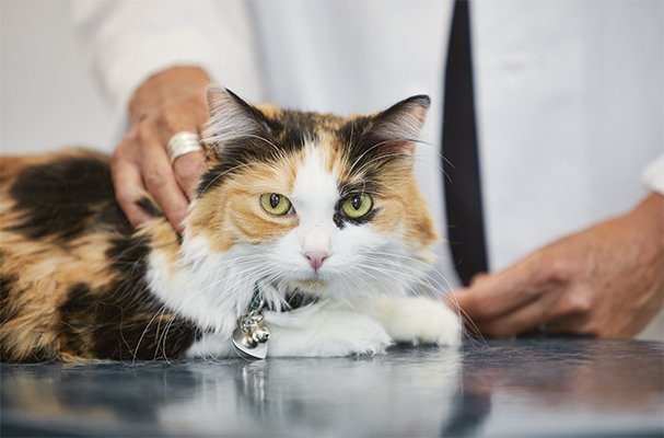 cat at vet