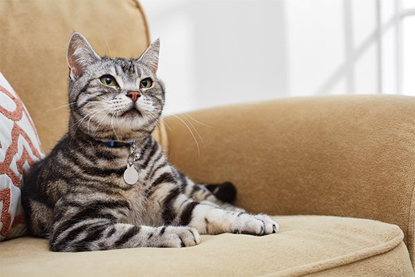 Petco store cat couch