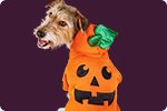 Pet Halloween Costumes: Cat And Dog Costumes | Petco