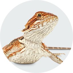 Reptile Store & Supply: Reptile Pet Shop & Supplies | Petco